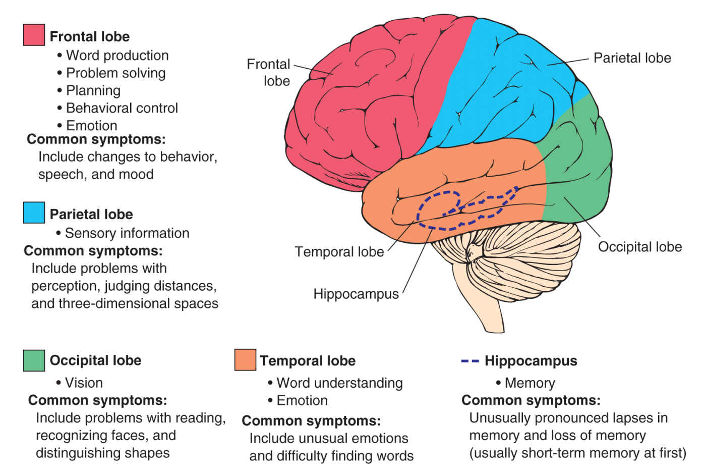 Brain functions